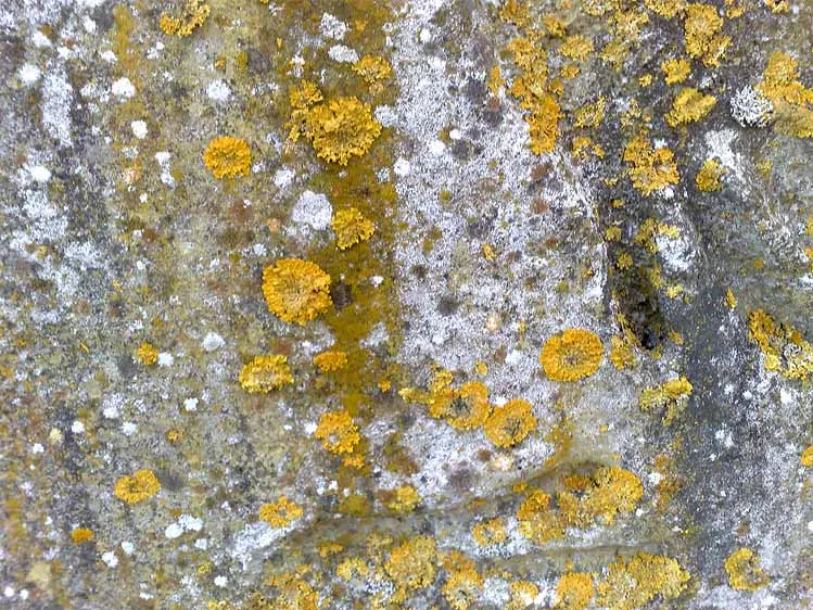 korstmos op prefab beton